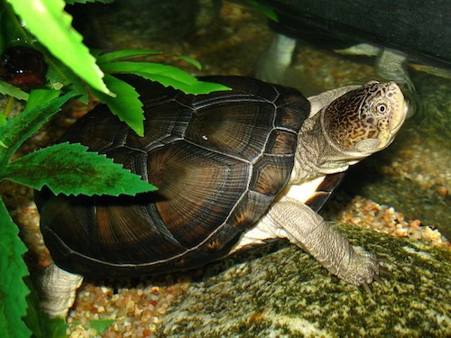 red bellied cooter turtle