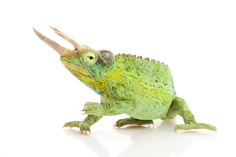 jackson chameleon