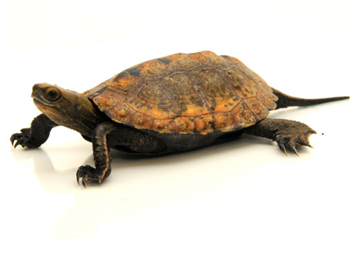 Japanese Pond Turtle