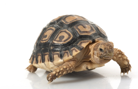 Buy Leopard Tortoise online