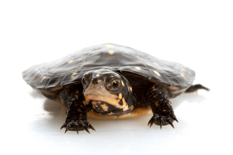 spotted turtle for sale