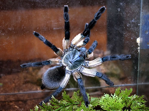 blue baboon tarantula
