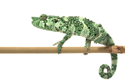 Mellers Chameleon