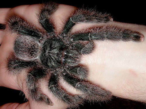 Metallic Pink Toe Tarantula