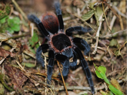 mexican red rump tarantula