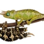 Mount Meru Jacksons Chameleon