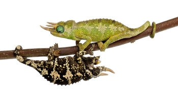 Mount Meru Jacksons Chameleon