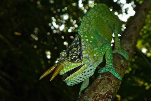 two horned chameleon