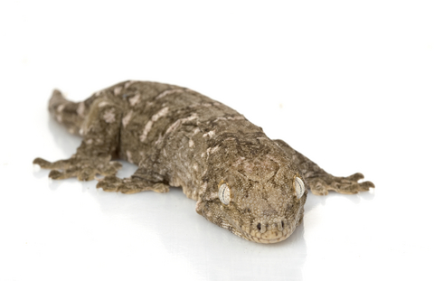 new caledonian giant gecko