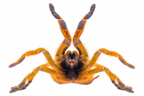 Orange Baboon Tarantula