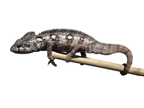 oustalet's chameleon
