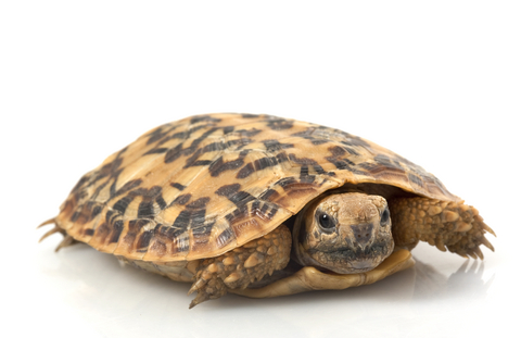 Pancake Tortoise