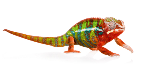 buy panther chameleon