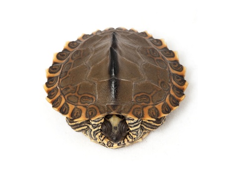 Pearl River Map Turtle