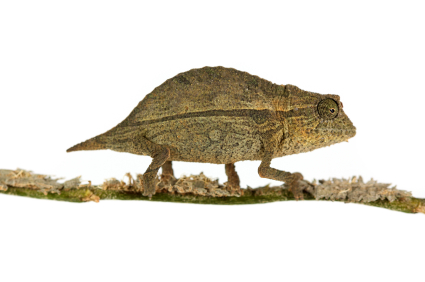 pygmy chameleon