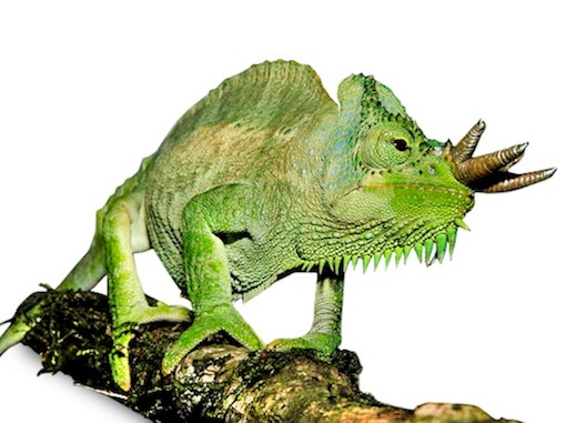 Four Horned Chameleon