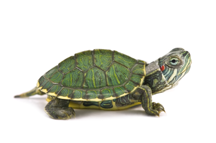 Red Eared Slider Turtle