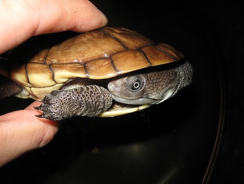 Reimanns Snakeneck Turtle