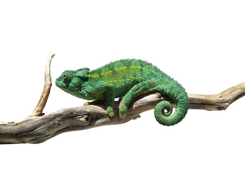 Rudis Chameleon