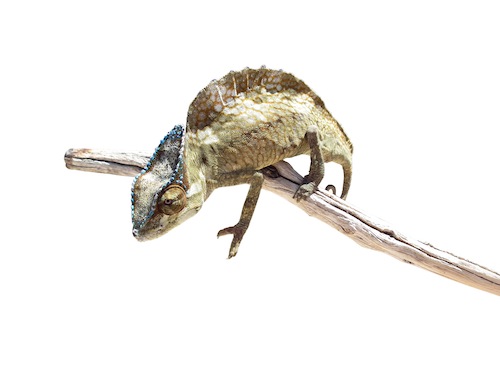 Sailfin Chameleon