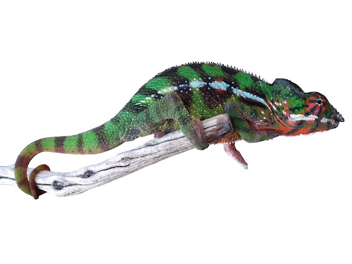 panther chameleon for sale