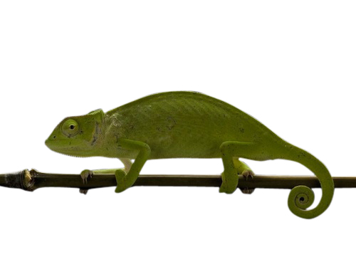 Senegal Chameleon