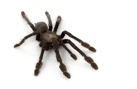 Singapore Blue Tarantula