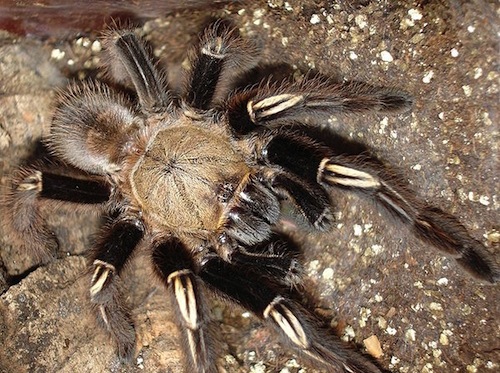 Skeleton Leg Tarantula