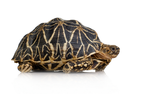 star tortoise