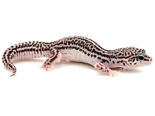 super snow leopard gecko