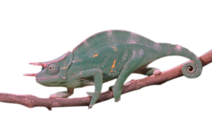 chameleon three horns