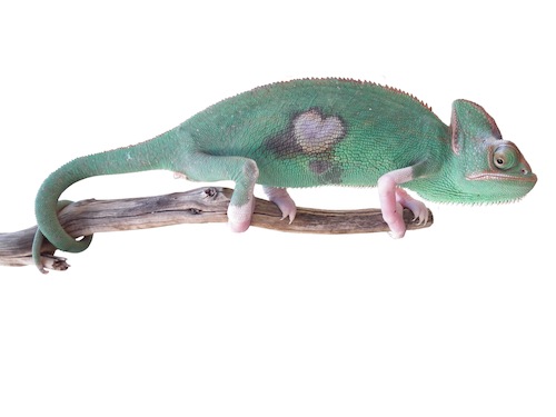 translucent veiled chameleon