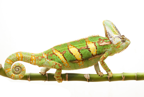 veiled chameleon