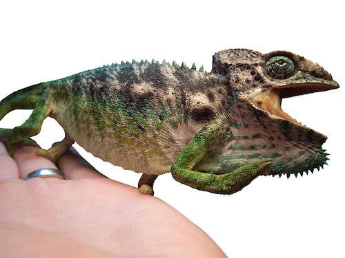 giant spiny chameleon