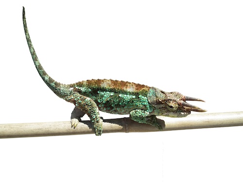 Werners Chameleon