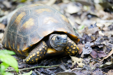 yellow footed tortoise