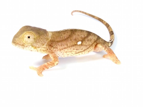 parson's chameleon