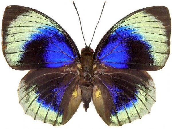 Agrias beatifica stuarti