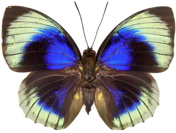 Agrias beatifica stuarti