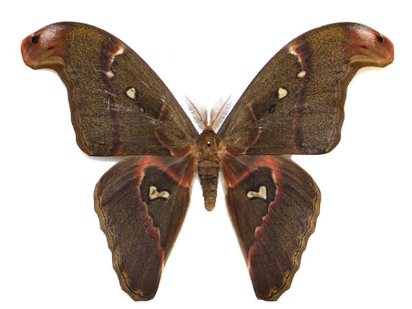 attacus atlas