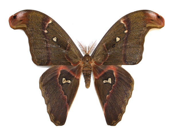 attacus atlas