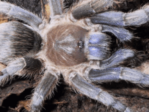 costa rican zebra tarantula