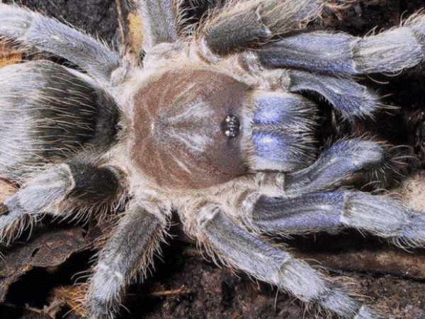 costa rican zebra tarantula