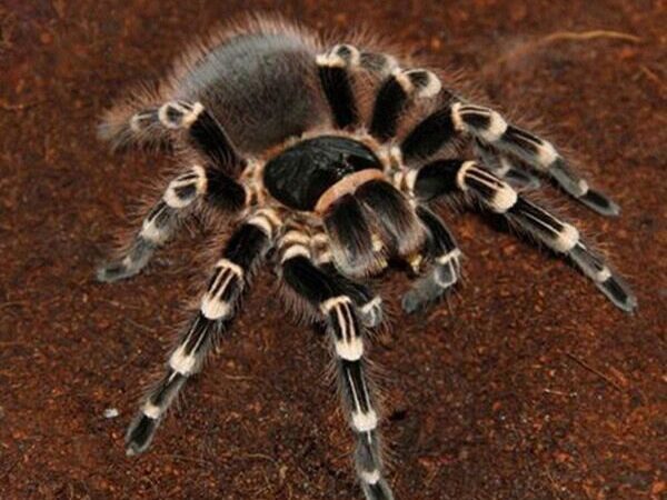 Giant White Knee Tarantula for sale