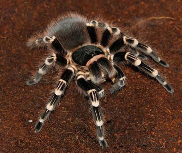 Giant White Knee Tarantula for sale