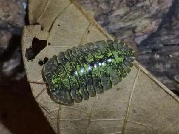 green isopod