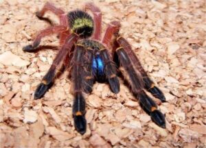 blue fang skeleton tarantula