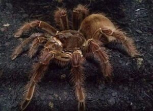 goliath bird eating tarantula for sale