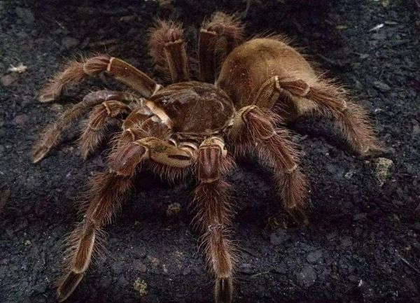 goliath bird eating tarantula for sale