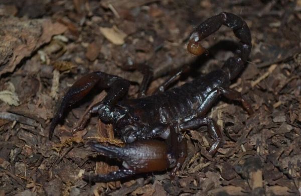 cave clawed scorpion